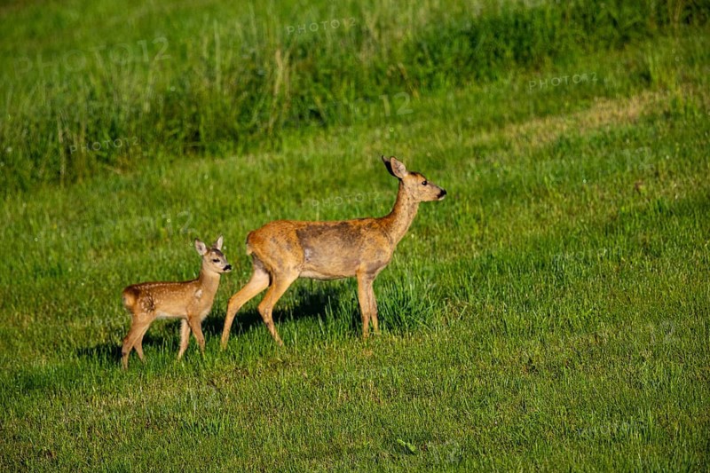 Roe deer (Capreolus capreolus) doe with fawn Germany