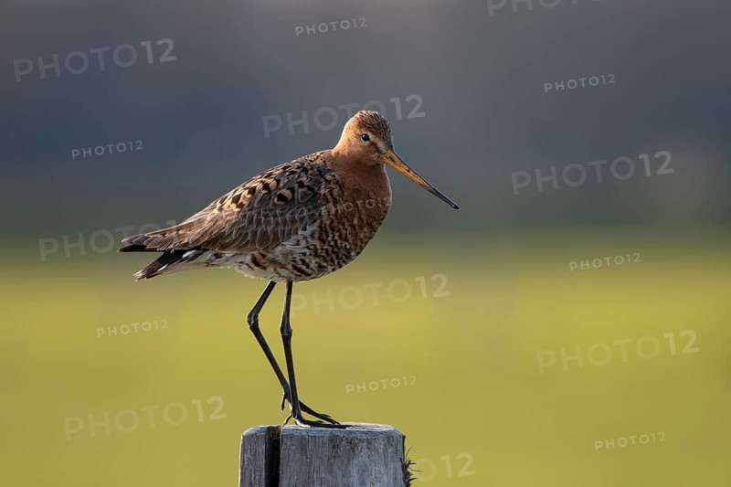 Black-tailed godwit (Limosa limosa), Ochsenmoor, Dümmer, Lemförde, Lower Saxony, Germany