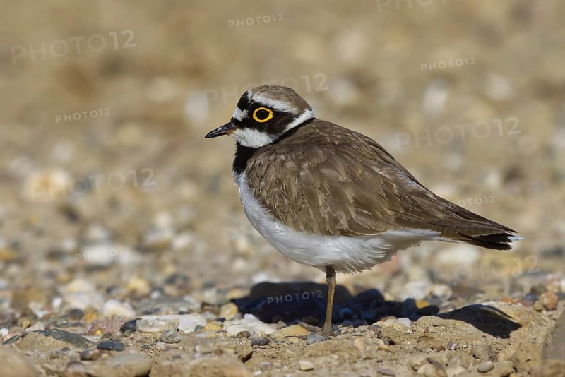 Little Ringed Plover (Charadrius dubius) male foraging, North Rhine-Westphalia, Germany