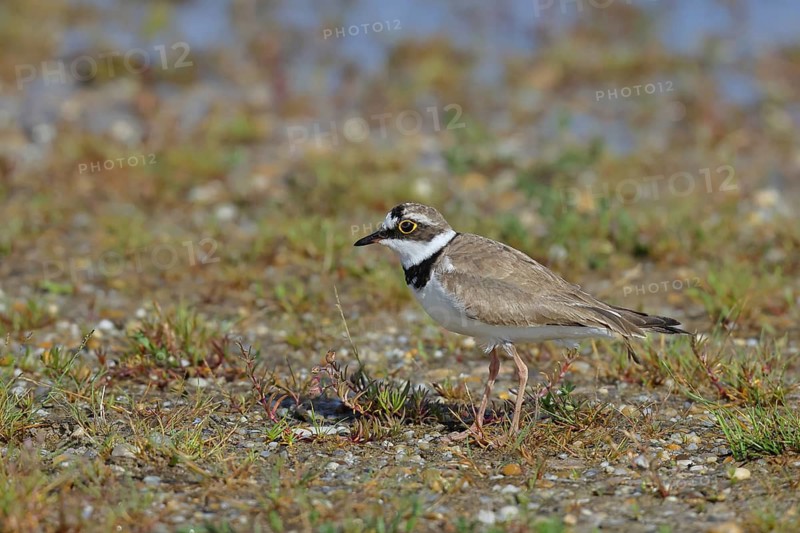 Little Ringed Plover (Charadrius dubius) adult bird standing on the lakeshore, Lake Neusiedl National Park, Burgenland, Austria