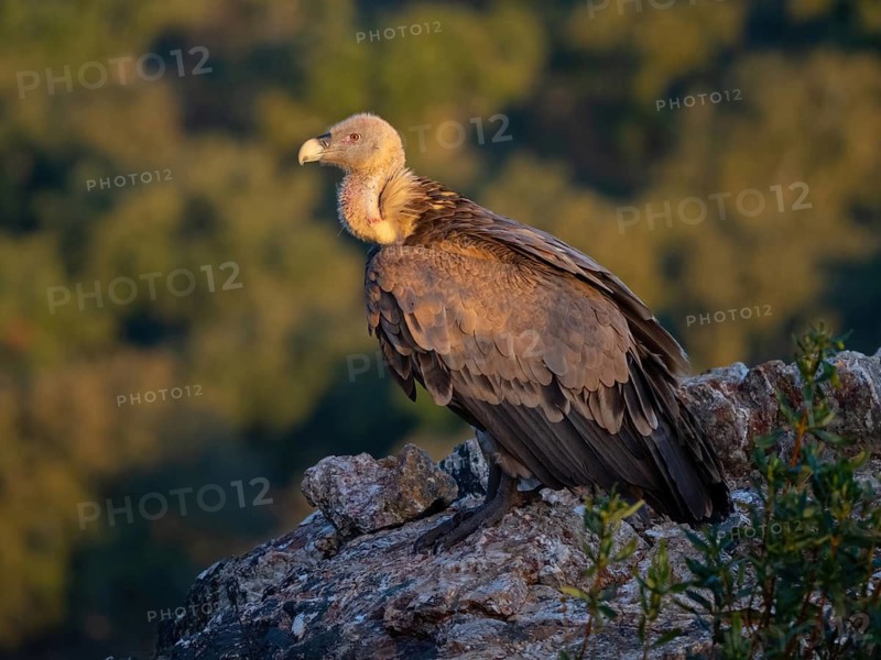 Griffon Vulture, Eurasian Griffon Vulture, Griffon Vulture, Eurasian Griffon, (Gyps fulvu), Vautour fauve, Buitre Leonado, Hides De Calera / Valley Hide, Calera Y Chozas, Castilla La Mancha / Toledo, Spain