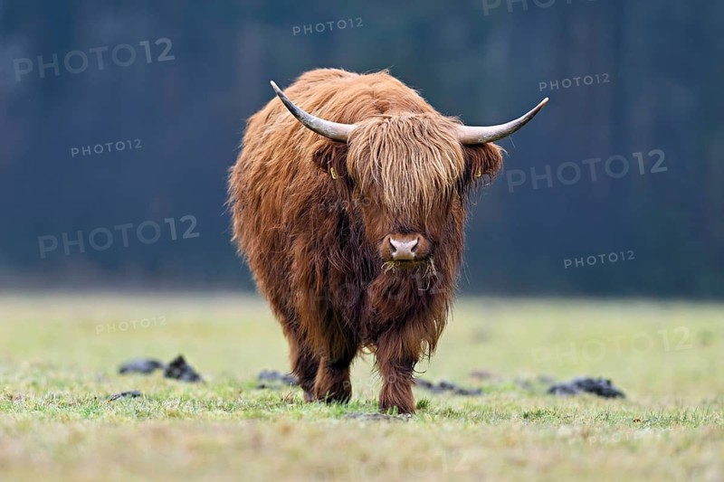 Highland cattle (Bos taurus), adult animal eating grass in a meadow, Switzerland