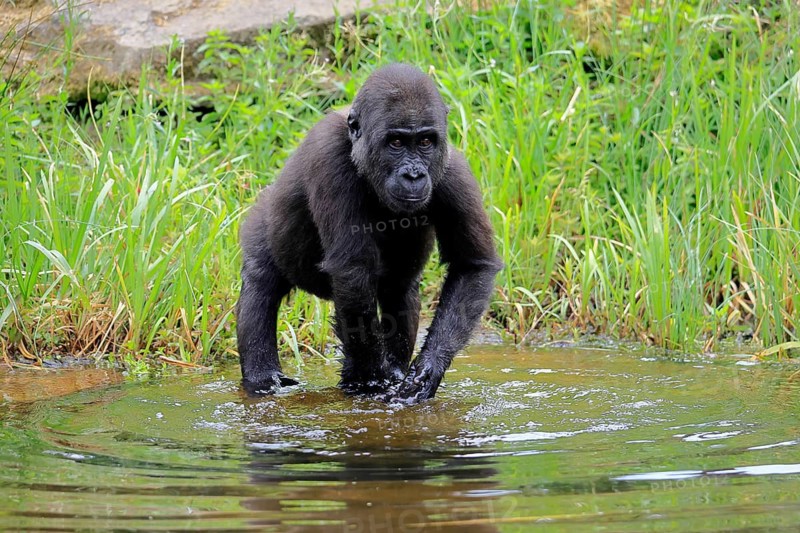 Western gorilla (Gorilla gorilla), young animal, at the water, splashing, playing, discovering