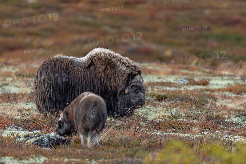 A musk ox bull (Ovibos moschatus) and a calf in the autumnal tundra, baby animals, autumn, autumn landscape, Ruska, tundra landscape, September, Norway