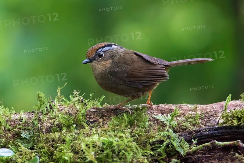 Braunkappenalcippe (Alcippe dubia), Ngoc Linh, Vietnam