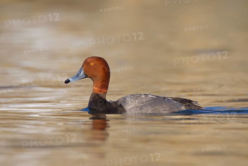 Redhead (Aythya americana) male, Ohio, USA