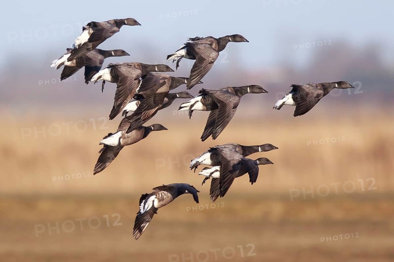 Brant Goose (Branta bernicla) group flying, Netherlands