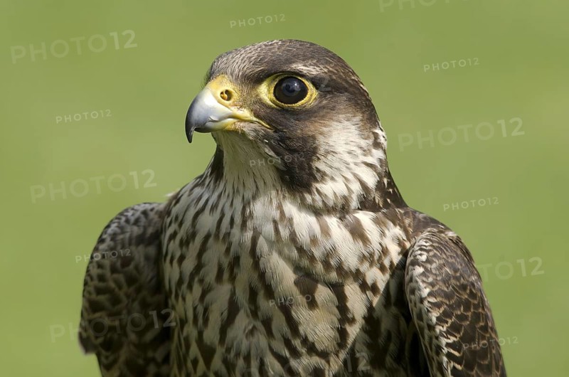 Peregrine Falcon (Falco peregrinus), Hesse, Germany