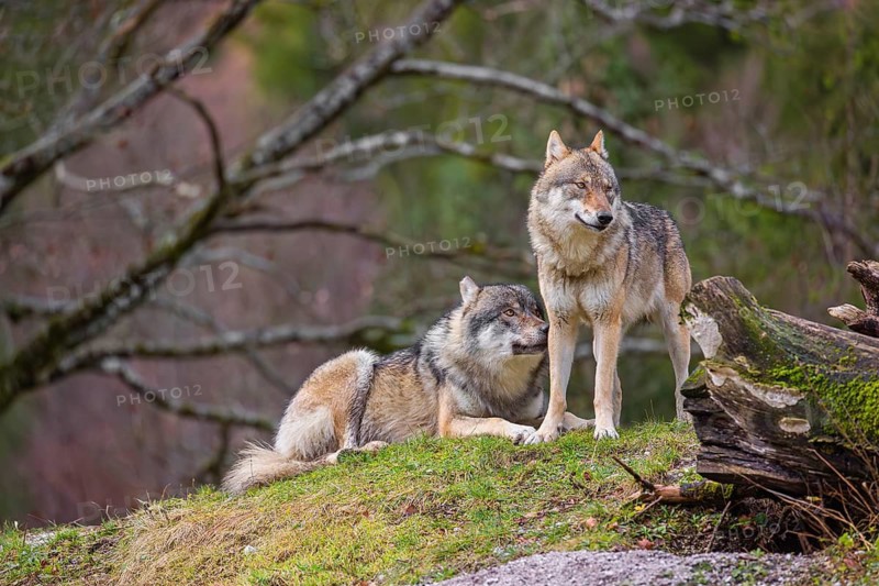 Two eurasian gray wolves (Canis lupus lupus), the alpha couple, stand on top of a small hill. He sniffes on her