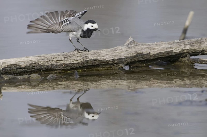 White Wagtail (Motacilla alba), Saxony, Germany