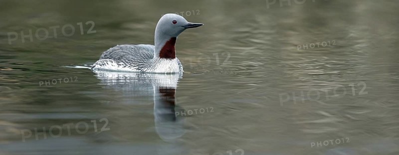 Star grebe, (Gavia stellata), animals, birds, biotope, loon, swims in the water, Longyearbyen, Svalbard Spitsbergen, Norway