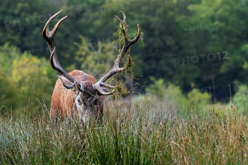 Rutting red deer (Cervus elaphus) stag scooping up grass with big antlers at edge of forest during the rut in autumn, fall
