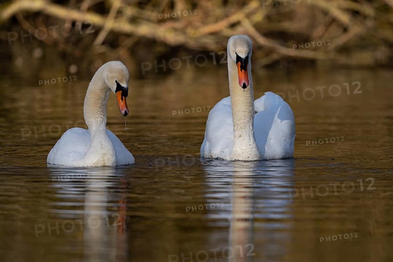 Mute Swan (Cygnus olor) pair, Baden-Wuerttemberg, Germany