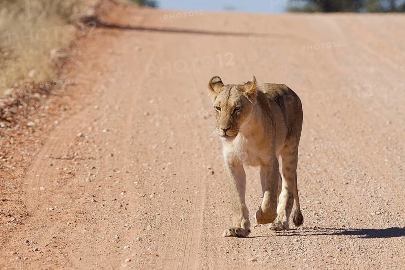African lion (Panthera leo), lioness, adult female walking on a dirt road, Kgalagadi Transfrontier Park, Northern Cape, South Africa