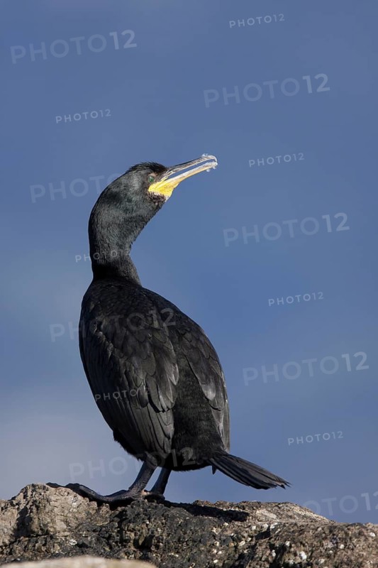 European Shag (Phalacrocorax aristotelis), Mallorca, Spain