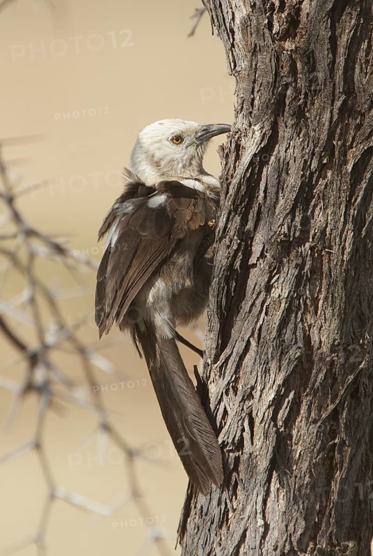 Southern Pied Babbler (Turdoides bicolor), Khomas, Namibia