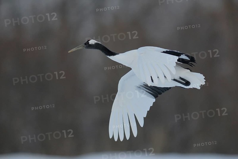 Red-crowned Crane (Grus japonensis) flying, Hokkaido, Japan