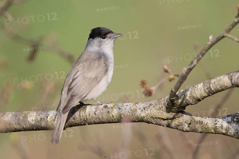 Eurasian Blackcap (Sylvia atricapilla) male, Liechtenstein