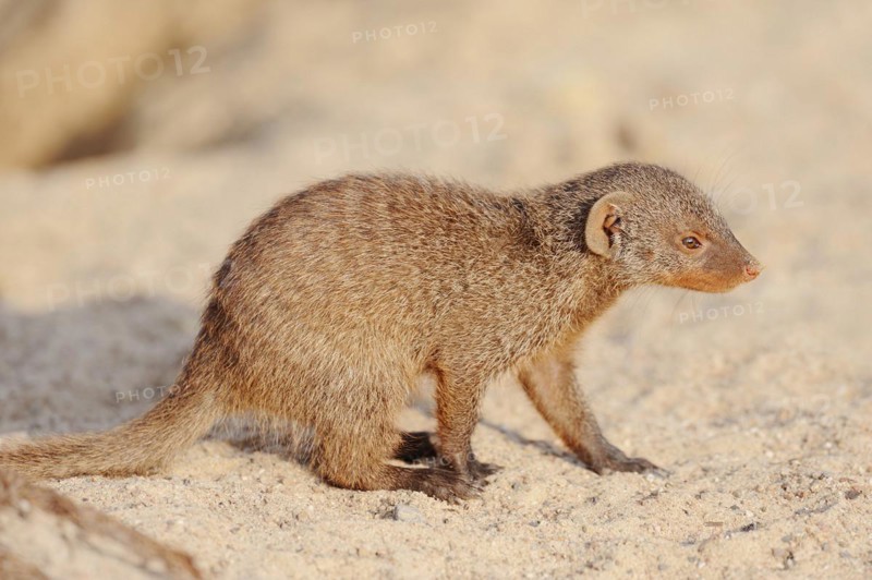 Banded mongoose (Mungos mungo), juvenile, captive, occurrence in Africa