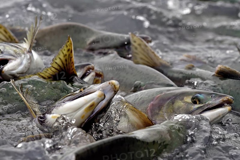 Pink salmons (Oncorhynchus gorbuscha) swim densely packed upstream on their way to spawning grounds, Prince William Sound, Alaska, USA