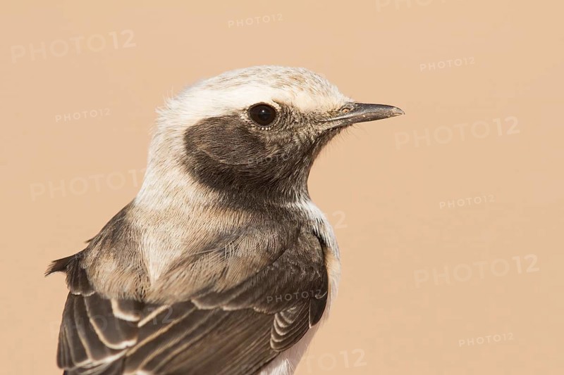 Mourning Wheatear (Oenanthe lugens) female, Morocco