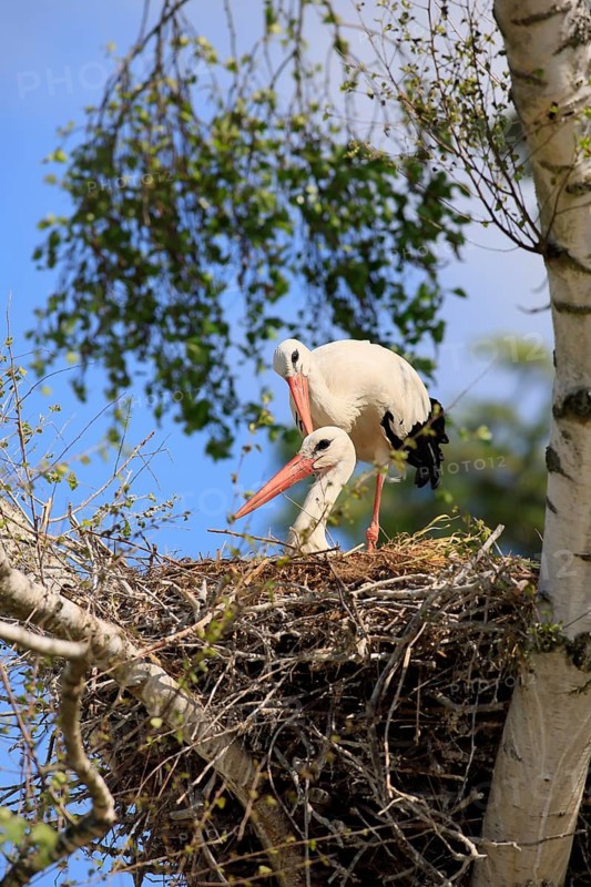 White stork, (Ciconia ciconia), Two white storks in a nest, Baden-Württemberg, Germany