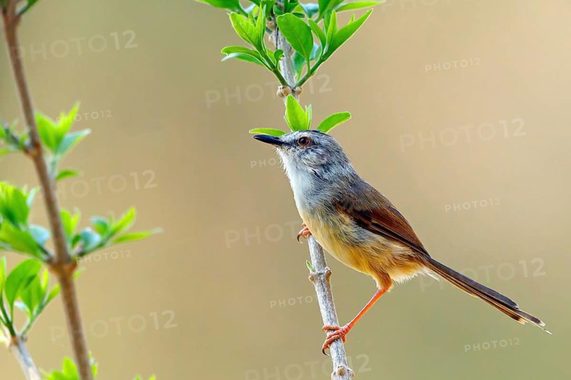 Cream-breasted Prinia, (Prinia subflava), perching warbler, passerine family, Ithala Game Reserve, Louwsburg, KwaZulu-Natal, South Africa