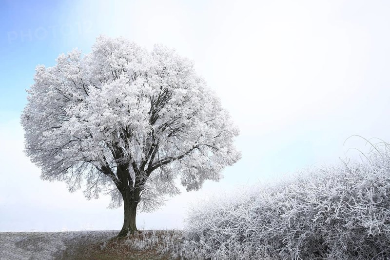 Surreal landscape in winter with a tree and hoarfrost in Giengen, Swabian Alb, Baden-Württemberg, Germany