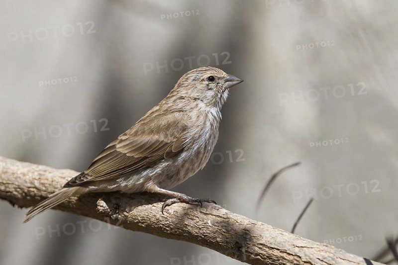 Yemen Serin (Crithagra menachensis), Oman