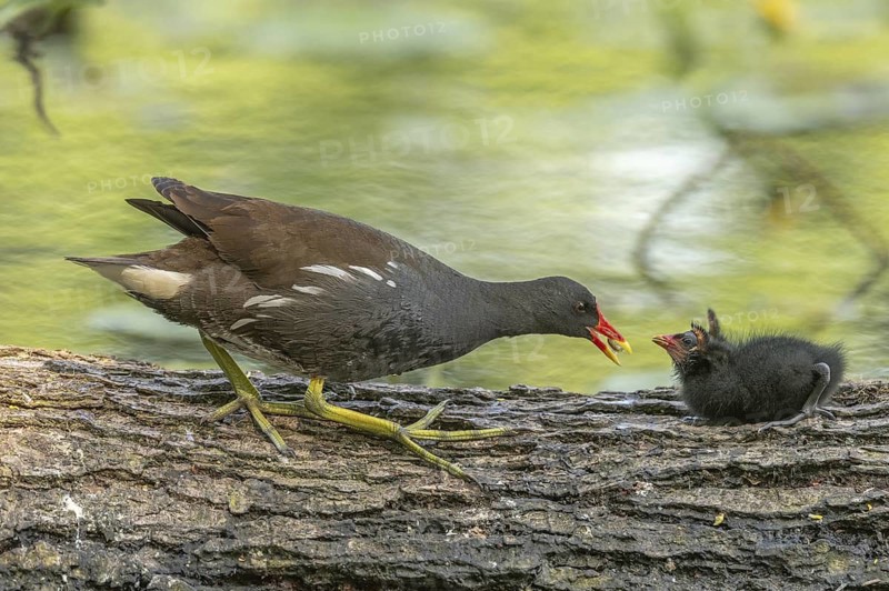 A common moorhen (Gallinula chloropus) provides food for its two-week-old young owl. Bas rhin, Alsace, grand est, France