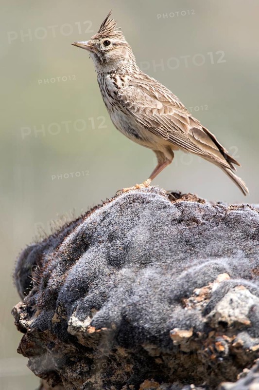 Thekla Lark (Galerida theklae) perched on a rock, Castile and Leon, Spain