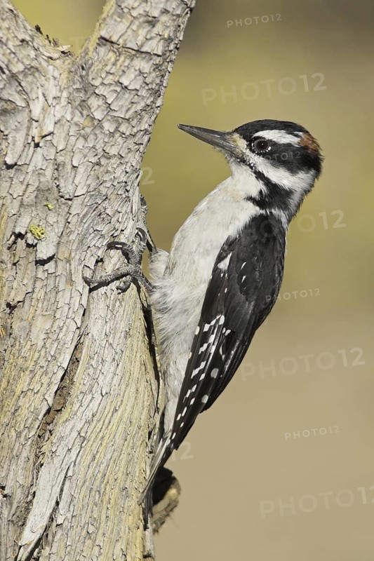 Hairy Woodpecker (Leuconotopicus villosus) male, Oregon, USA