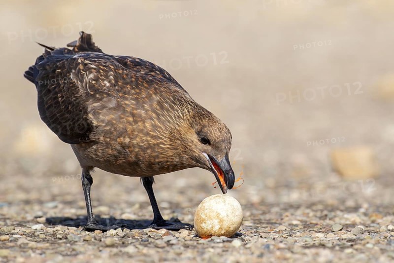 Brown (Subantarctic) Skua (Stercorarius antarcticus lonnbergi) scavenge for food near a penguin colony in the Falkland Islands