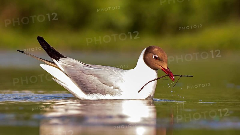 Black-headed Gull (Chroicocephalus ridibundus) swimming, with nesting material in beak, mating dress, Kiskunsag National Park, Hungary