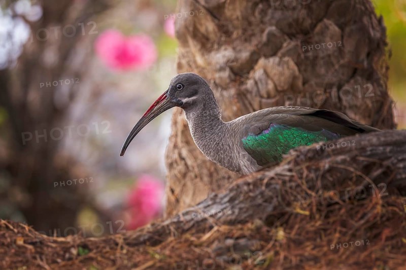 Hadada Ibis (Bostrychia hagedash), Spain