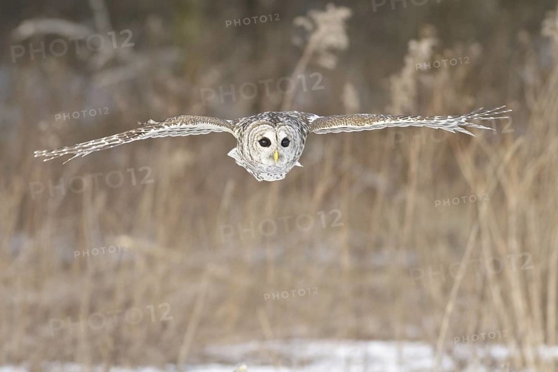 Barred Owl (Strix varia) flying, Ontario, Canada
