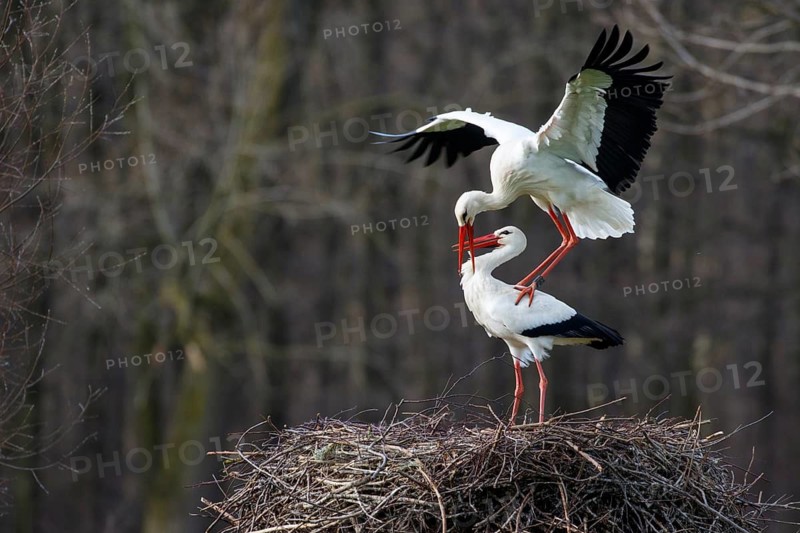 White Stork (Ciconia ciconia) pair mating, North Rhine-Westphalia, Germany