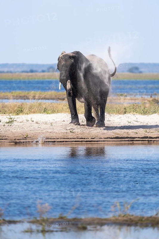 African elephant bull (Loxodonta africana) we, dusting his body. Behind is the Chobe River. Chobe National Park, Botswana
