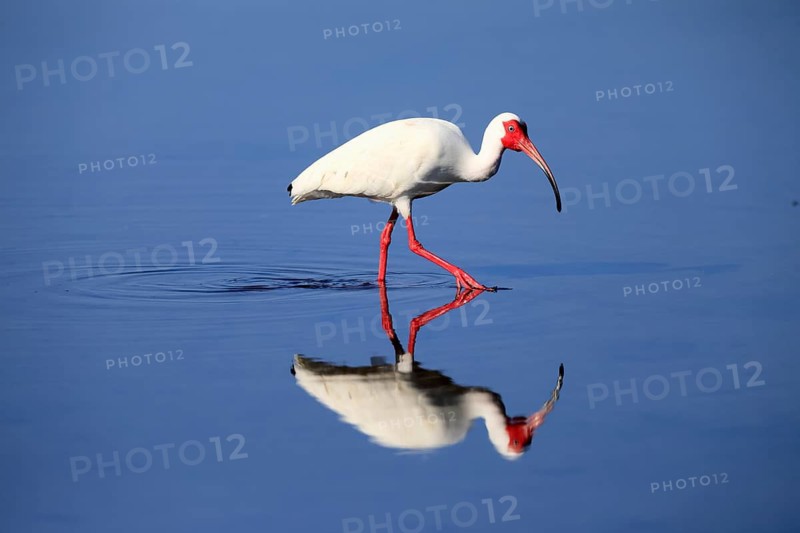 Snowy Ibis, (Eudocimus albus), adult, in the water, foraging, Merritt Island, Black Point Wildlife Drive, Florida, USA, North America