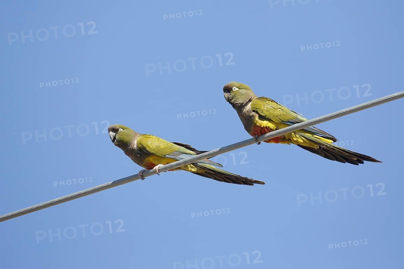 Burrowing Parrot (Cyanoliseus patagonus), Chubut, Argentina