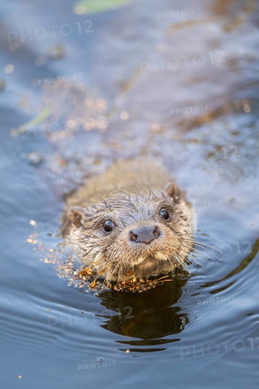 Eurasian otter (Lutra lutra) swimming in the water, Hesse, Germany