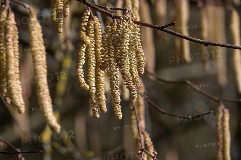 Common hazel (Corylus avellana) flowers, Franconia, Bavaria, Germany