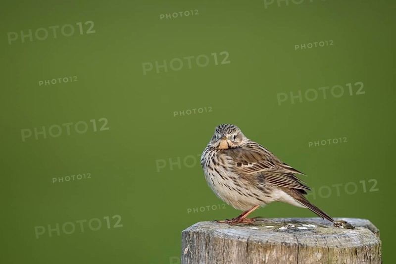 Meadow Pipit (Anthus pratensis), Ochsenmoor, Dümmer, Lemförde, Lower Saxony, Germany