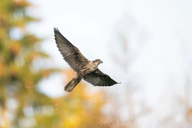 Peregrine falcon (Falco peregrinus) flying, autumn, Bavaria, Germany