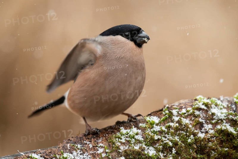 Eurasian Bullfinch (Pyrrhula pyrrhula) female perched on a branch, Lower Saxony, Germany