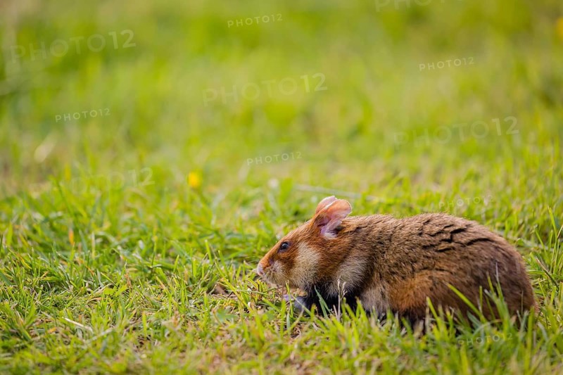A European hamster (Cricetus cricetus), Eurasian hamster, black-bellied hamster or common hamster, searches for food on fresh green grass