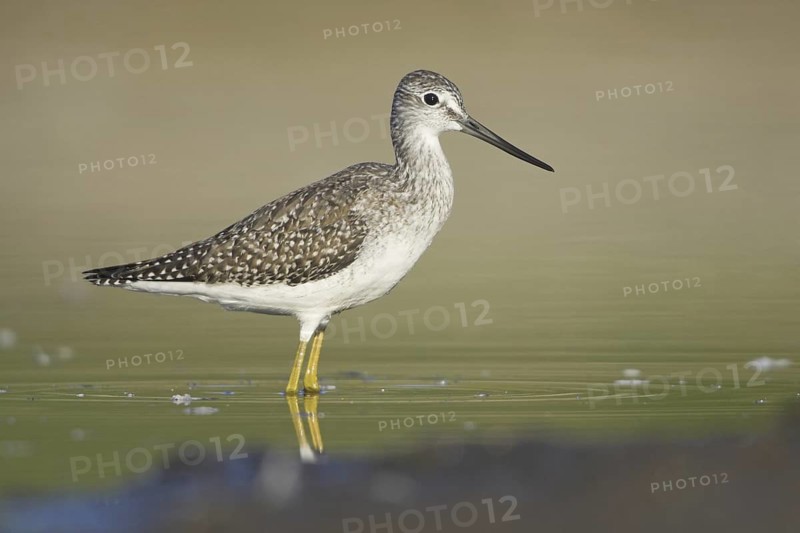 Greater Yellowlegs (Tringa melanoleuca), British Columbia, Canada