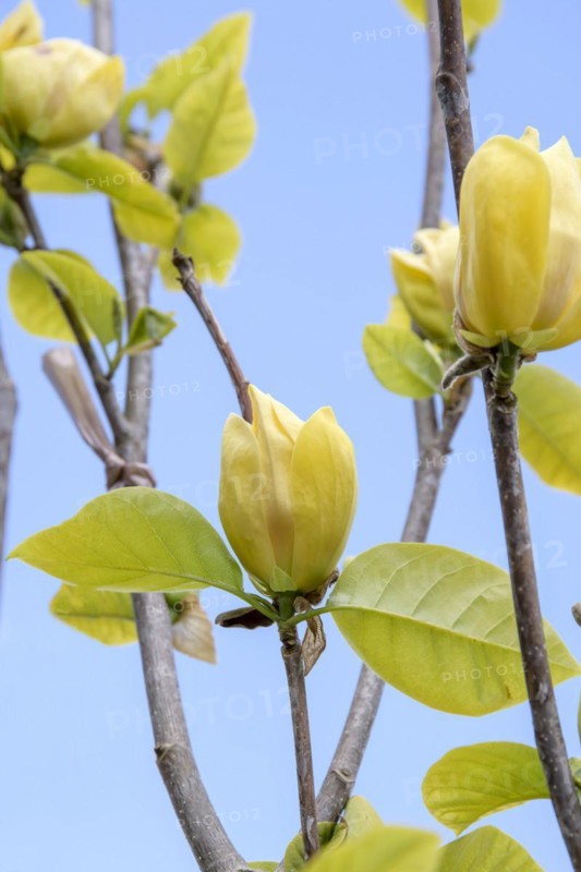 Magnolia × brooklynensis 'Yellow Bird', BHG, Lübben, Brandenburg, Germany