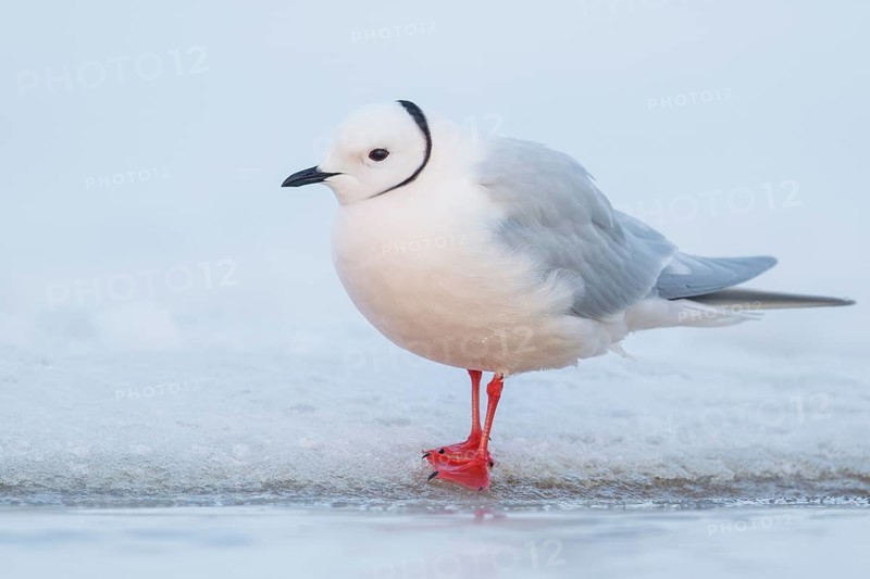 Ross's Gull (Rhodostethia rosea) feeding on a small pond on the tundra in Northern Alaska