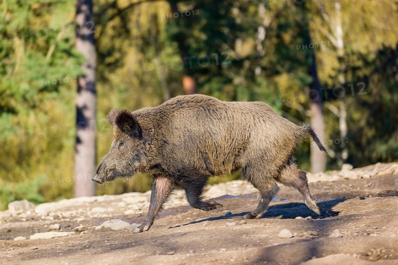 A wild boar (Sus scrofa) runs across a clearing